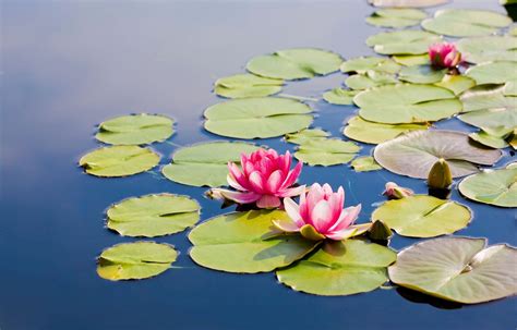 lotus flower grow   find  symbolic plant