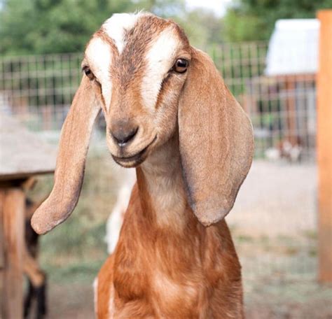 goat breeds puget sound goat rescue