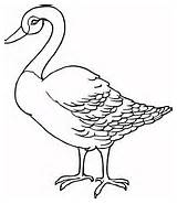 Loon Coloring Pages Common Loons Print Printable Drawing Supercoloring Categories Color sketch template