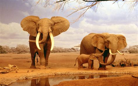 elephant family   jungle wonderful moments wallpaper