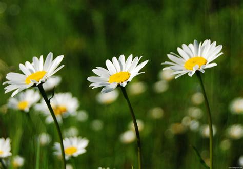 white daisies