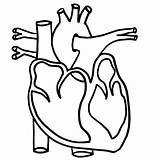 Heart Diagram Unlabeled Clipart Cliparts Parts sketch template