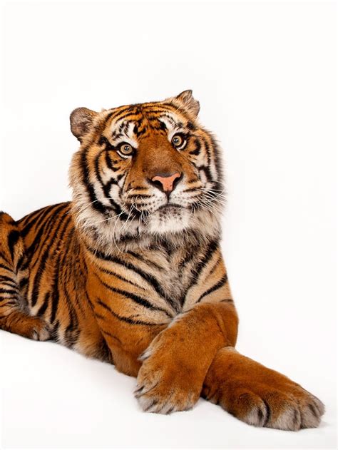 sumatran tiger craibasalgovbr