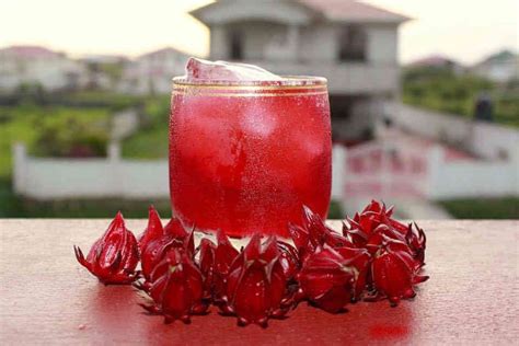 caribbean sorrel drink  international acclaim  christmas