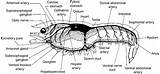 Crayfish Anatomy Generalized Organs sketch template