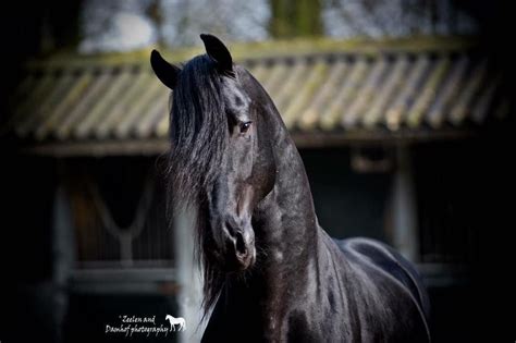 pin  vicki noordermeer    love  horses friesian horse horses animals