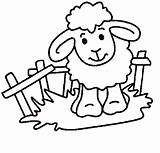 Sheep Coloring Pages Print Color sketch template