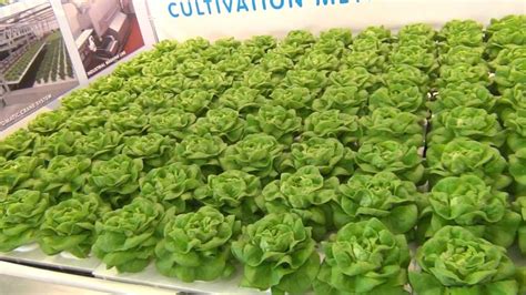 shallow water culture hydroponic lettuce youtube