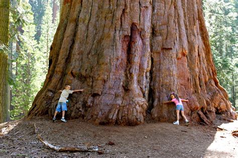 liliana usvat reforestation  medicinal    trees sequoia