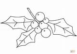 Holly Coloring Pages Printable Christmas Drawing sketch template