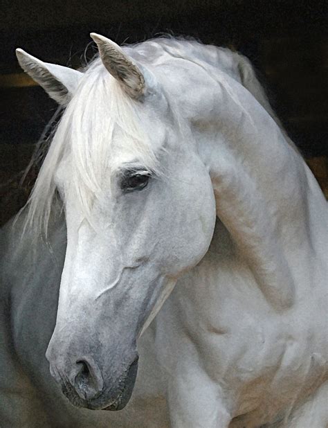 horse face profile  windflower weekly tica  andalusian mare