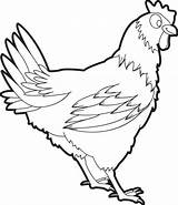 Gallina Mewarnai Ayam Galline Chickens Hewan Pulcino Gallo Cartoon Sketsa Mimosa Scaricare Pollo Coloringfolder sketch template