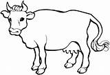 Cow Coloring Pages Calf Cattle Realistic Dairy Horn Color Cows Head Sharp Milch Getcolorings Kidsplaycolor Getdrawings Adults Print Kids Drive sketch template