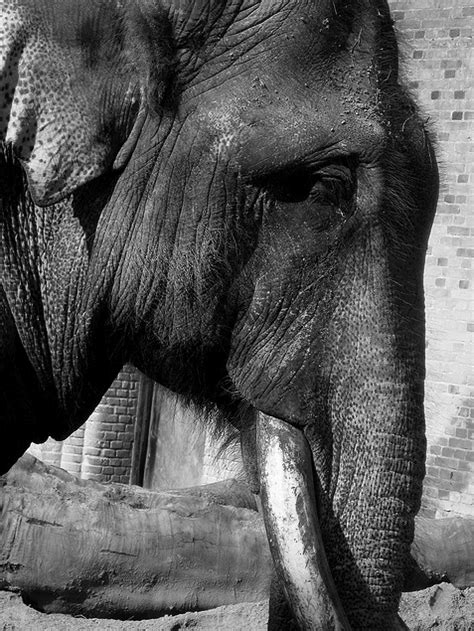 the truth about elephants ~ tweed conrad elephant journal