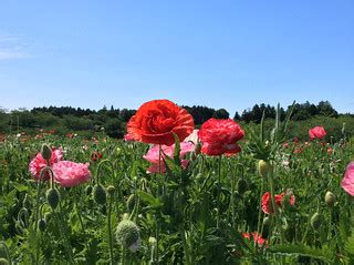 sweet poppy emica uchigoshi flickr