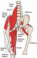 Afbeeldingsresultaten voor Adductor Muscle Bivalvia Wikipedia. Grootte: 120 x 185. Bron: en.wikipedia.org