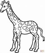 Giraffe Coloring Pages Do Color Silhouettes Kleurplaat sketch template
