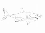 Squalo Colorare Tiburon Blanco Tiburones Disegno Requin Tigre Ninos Dello Sharks Pesci Printmania sketch template