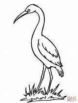 Coloring Crane Stork Pages Drawing Bird Clipart Storks Sandhill Getdrawings Clip Library Popular Cliparts sketch template