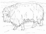 Coloring Ox Musk Muskox Realistic Pages Supercoloring Tundra Drawing Arctic Template Dot Printable sketch template