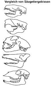 gebisse der saeugetiere