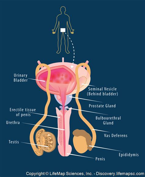 The Reproductive System On Emaze