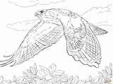 Hawk Coloring Pages Red Tailed Flight Hawks Drawing Birds Flying Prey Printable Draw Vs Supercoloring Freddy Bird Print Kids Jason sketch template