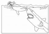 Shark Pages Animal Coloring sketch template