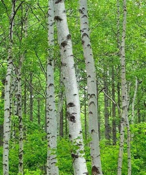 silver birch trees betula pendula trees  post