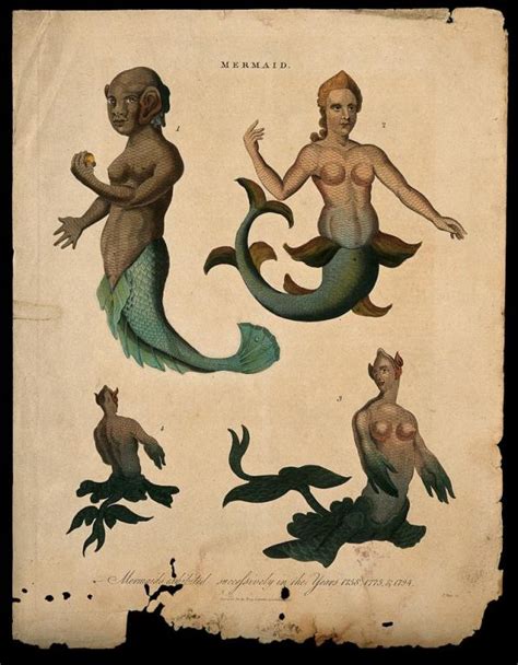 The Image Of The Mermaid What Do Mermaids Look Like The Image Of The