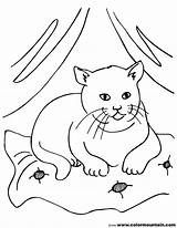 Fluffy Coloring Pages Cat Fat Getcolorings Color Printable sketch template