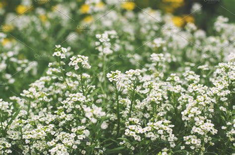 tiny white flowers stock picture high quality nature stock  creative market