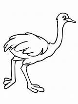 Ostrich Coloring Pages Printable Kids Emu African Color Clipart Clip Animal Colouring Drawing Supercoloring Sheets Bestcoloringpagesforkids Template Online Templates Categories sketch template