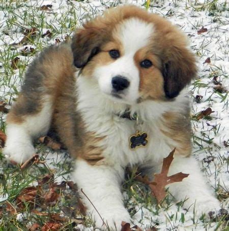 great pyrenees mix  love dogs  animales adorables animales hermosos  animales  mascotas