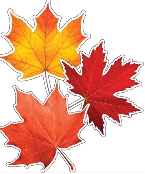 maple leaves colorful cut outs inspiring young minds  learn