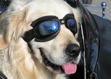 cool dog photograph  gabi siebenhuehner