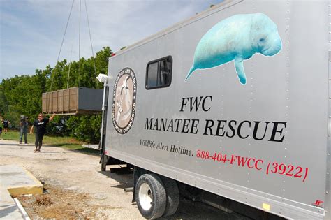 fwc manatee rescue truck  box   adult fema flickr