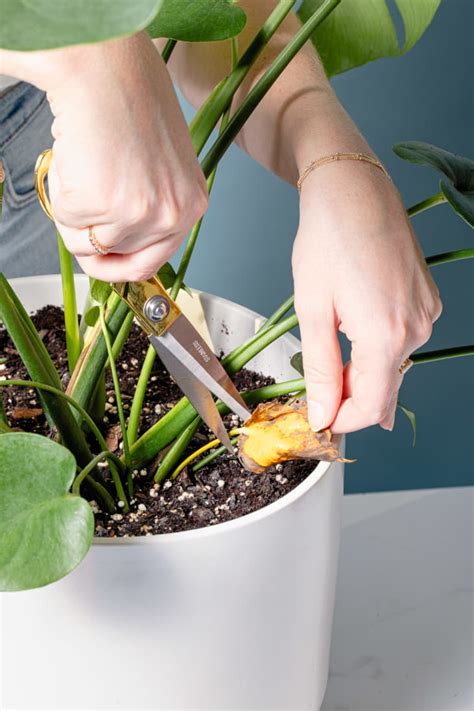 easy ways  clean plant leaves apartment therapy
