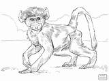 Coloring Monkey Baboon Pages Drawing Spider Baby Chacma Realistic Template Baboons Monkeys Printable Sketch Clipart Getdrawings Handed Library Results Skip sketch template