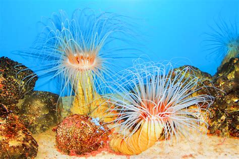 phylum cnidaria traits  classification  learning family