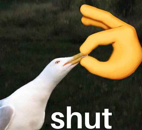 bird shut meme original file  hours   google image search