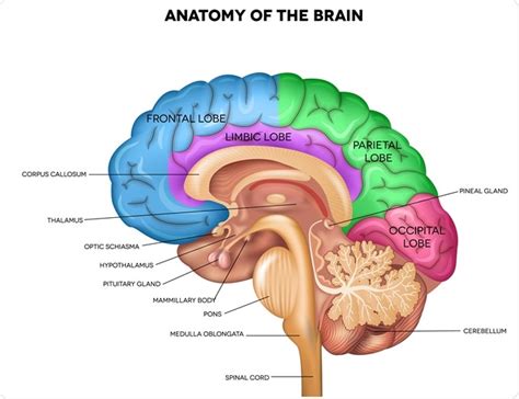anatomy   human brain