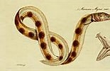 Afbeeldingsresultaten voor Echelus myrus Anatomie. Grootte: 155 x 100. Bron: commons.wikimedia.org