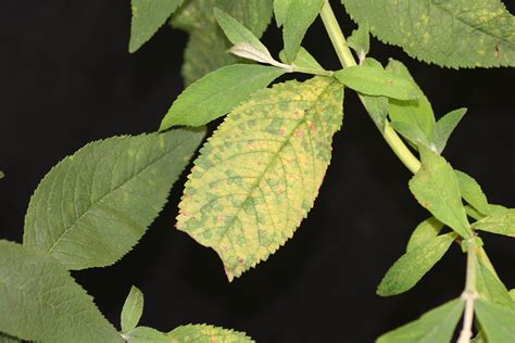 downy mildew  perennials plant pest diagnostics