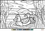 Ducks Malen Zahlen Número Mullard Enten Supercoloring Ausdrucken Ausmalbild sketch template