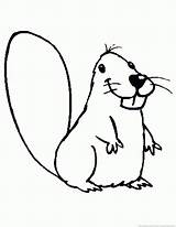 Beaver Coloring Pages Part sketch template