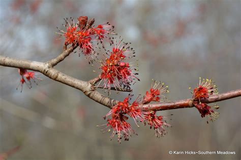 discreet blooms  early spring