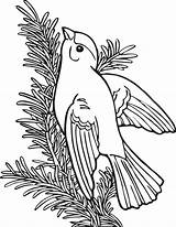 Coloring Book Pages Birds Goldfinch Willow Finch Animals American Colouring Bird Yellow Clipart Online Education Gold Kids Domain Public Library sketch template