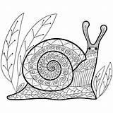 Escargot Snail Schnecke Adulte Caracoles Erwachsene Mignon Netten Vectorielle Outline Colouring Computadora Pomme Shutterstock Colorier Escargots Teclados Coloriages Vivant Whimsical sketch template