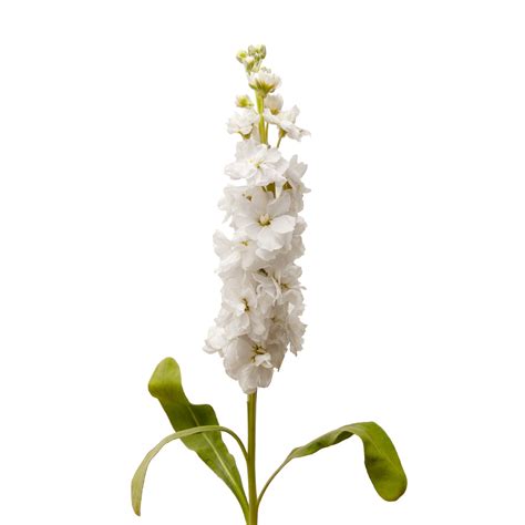 white stock  stems bloomingmore